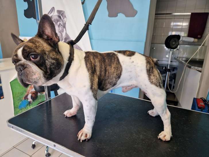 Le Chien Roi