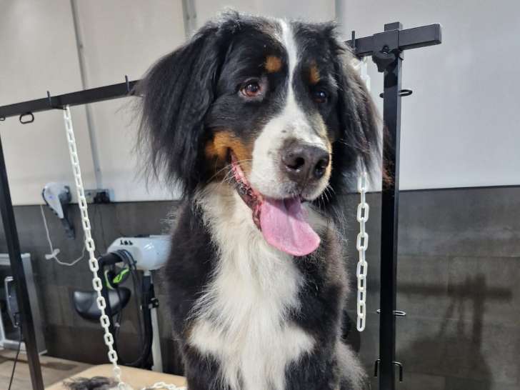 Bio Tifful Dog