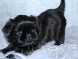 chiot griffon bruxellois noir poil dur / rough Dragonflycats.com