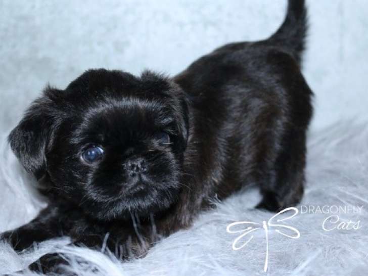 chiot griffon bruxellois noir poil dur / rough Dragonflycats.com