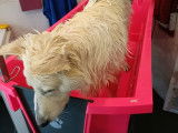 O’Prestige Canin