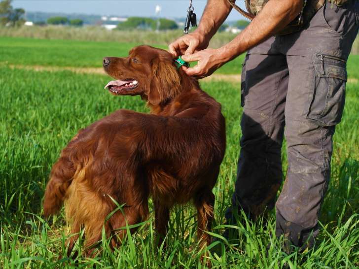 Le Chien Et La Plume
