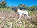 Xavier Maeght