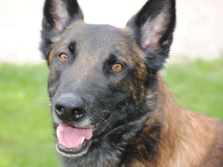 Des Gardiens de la Ville Rose