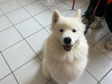 Animaux et Vous