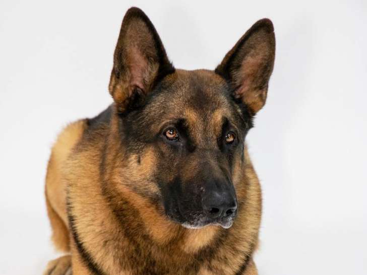 Académie Canine RM
