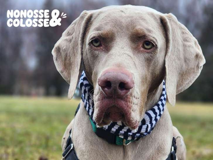 Nonosse & Colosse
