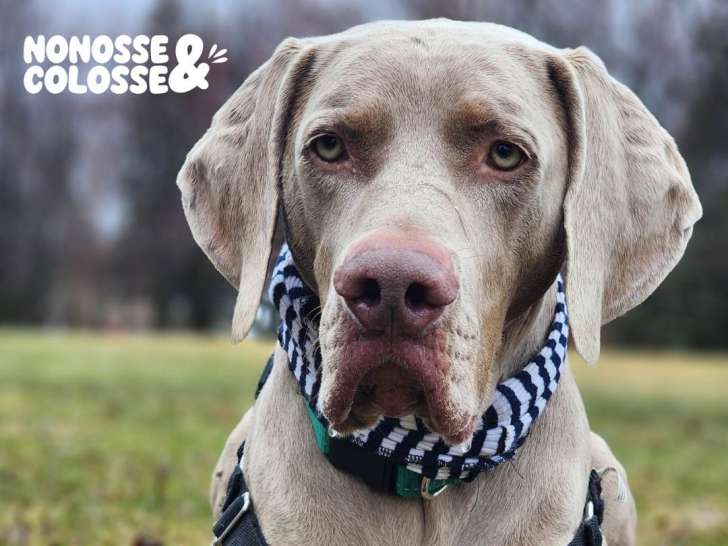 Nonosse & Colosse