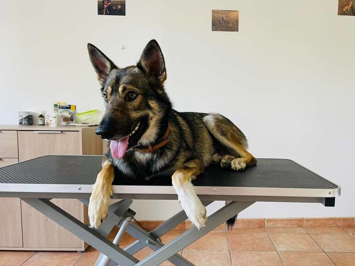 De la patte &agrave; l'&acirc;me