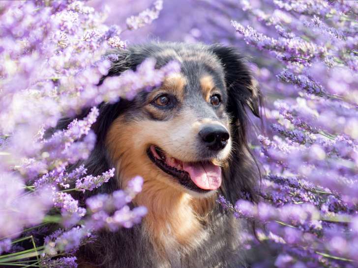 De la patte à l'âme