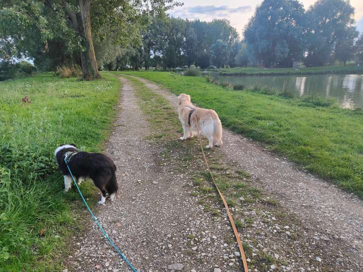 Le chien simplement