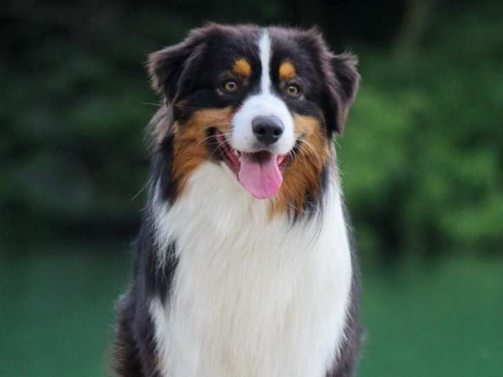 Du Grand Pré de Meyriat