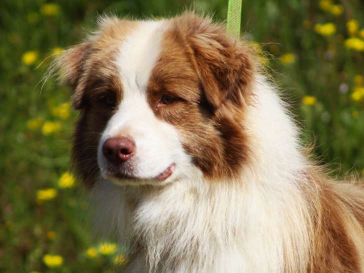 Du Grand Pré de Meyriat