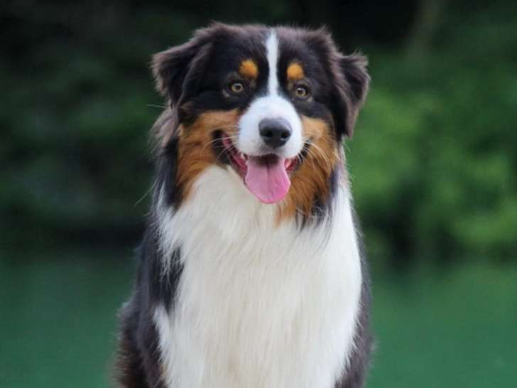 Du Grand Pré de Meyriat