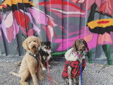 Wagging Tails Montréal