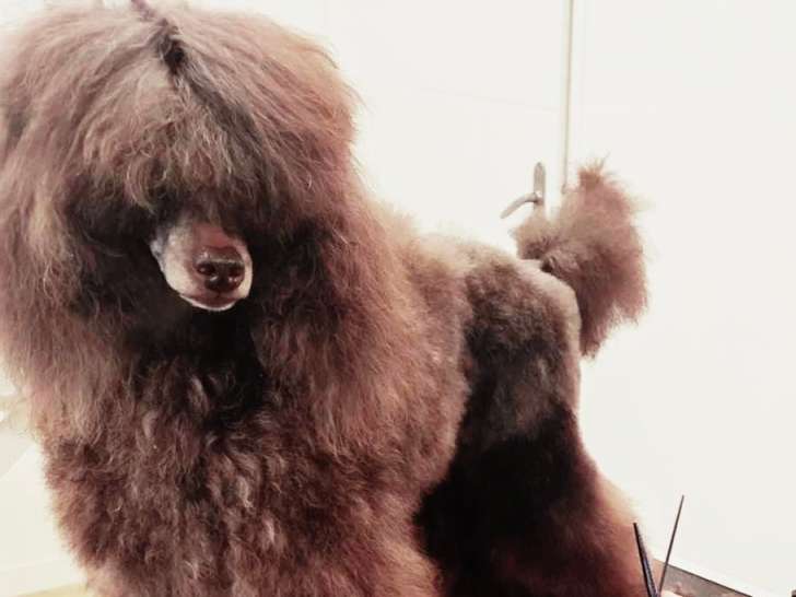 Institut Doggy’doux