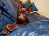 Red Sand Autralian Kelpie
