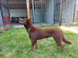 Red Sand Autralian Kelpie