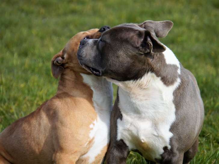 The Forgiveness American Dog