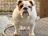 English-Bulldog-Club.be