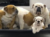 English-Bulldog-Club.be