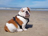 English-Bulldog-Club.be
