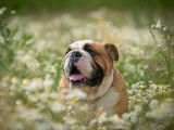 English-Bulldog-Club.be
