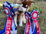 Dragon, Best In Show (meilleur Pomsky de l'exposition de Triors 2024)