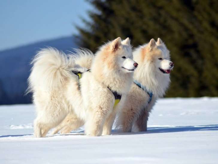 CaninConseil