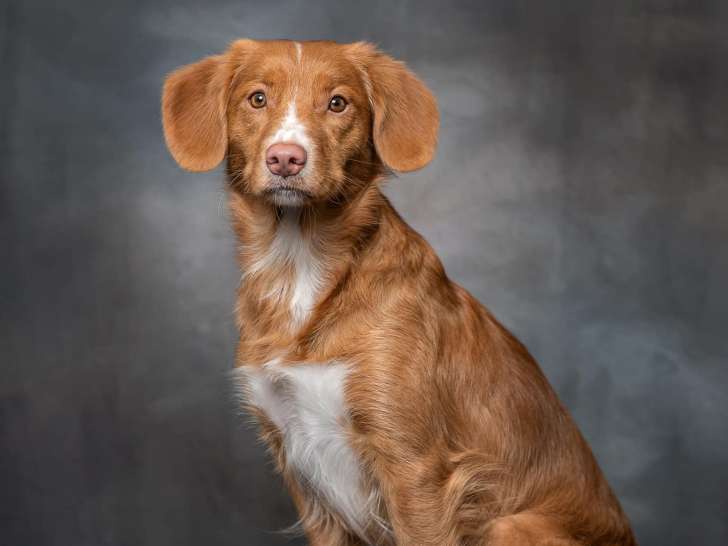 Anatidae Tollers