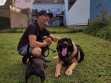 Abc Dog Center