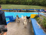 The Walking Dogs Center