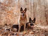 The Walking Dogs Center