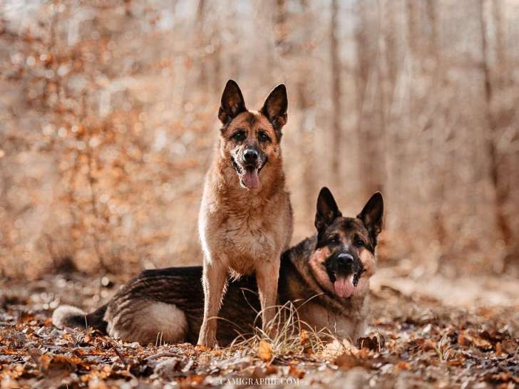 The Walking Dogs Center