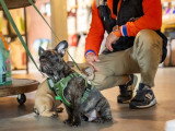 The Walking Dogs Center