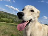 The Walking Dogs Center