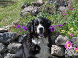 Tilt notre belle femelle EST L'heureuse maman de 5 chiots