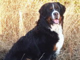 Tilt au printemps 2024, très belle chienne primée plusieurs fois excellent lors d'expositions