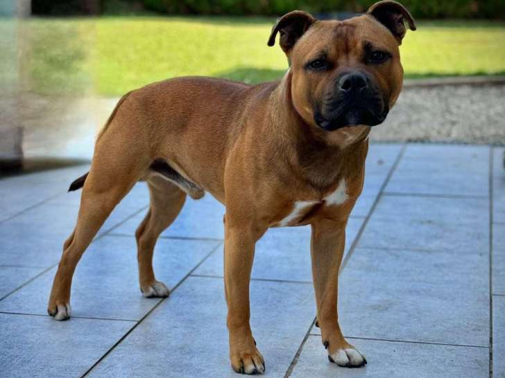 Of Staffy Pianottoli