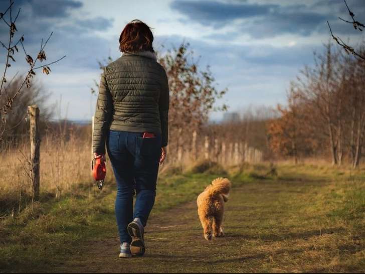 Dog Adventure
