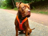 Une vie de chien