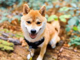 Une vie de chien