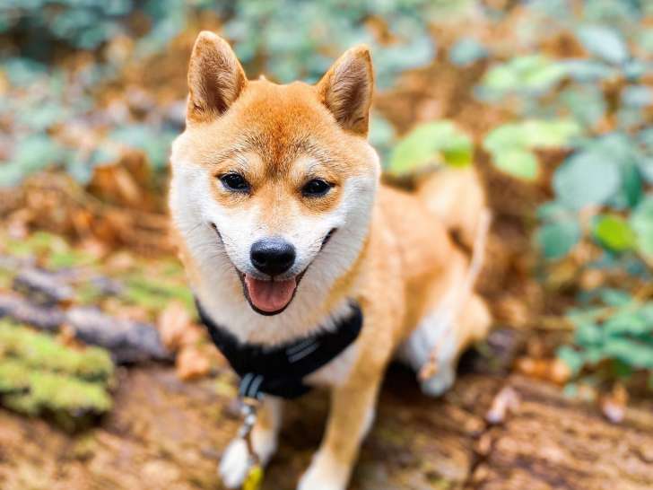 Une vie de chien