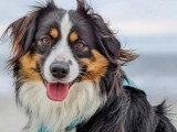 Une vie de chien