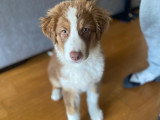 Une vie de chien