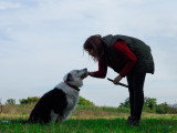 Une vie de chien