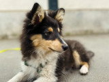 Une vie de chien
