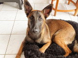 Une vie de chien