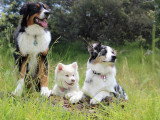 Une vie de chien