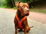 Une vie de chien